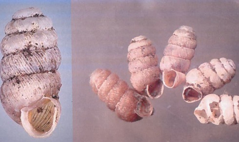 Vil redde det biologiske mangfold Vil redde det biologiske mangfold
